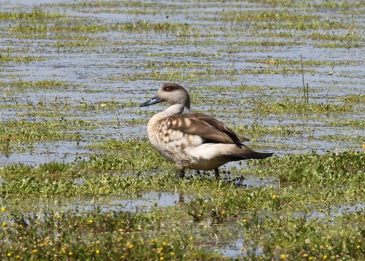 Crested Duck - Sandy Vorpahl