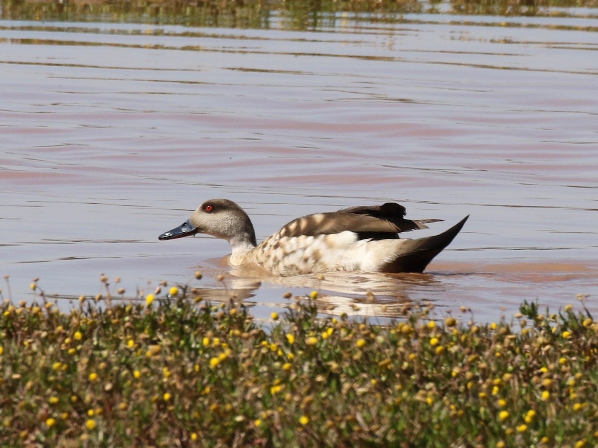 Crested Duck - Sandy Vorpahl