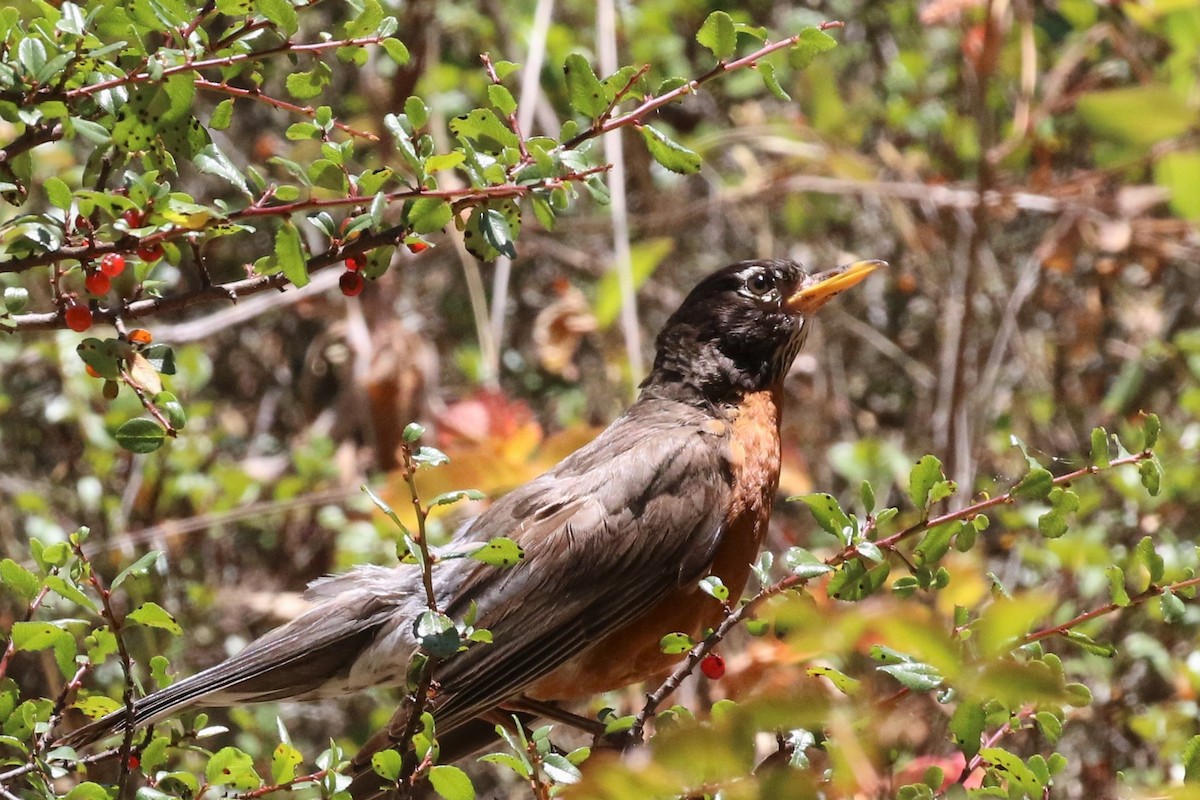 American Robin - Ann Vaughan