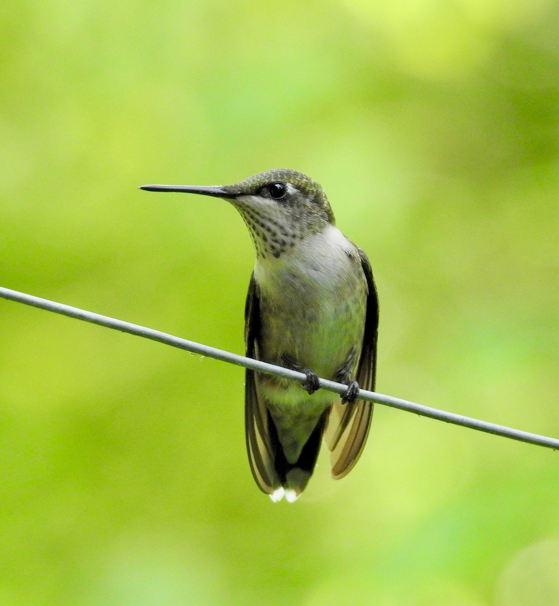 Ruby-throated Hummingbird - Van Remsen