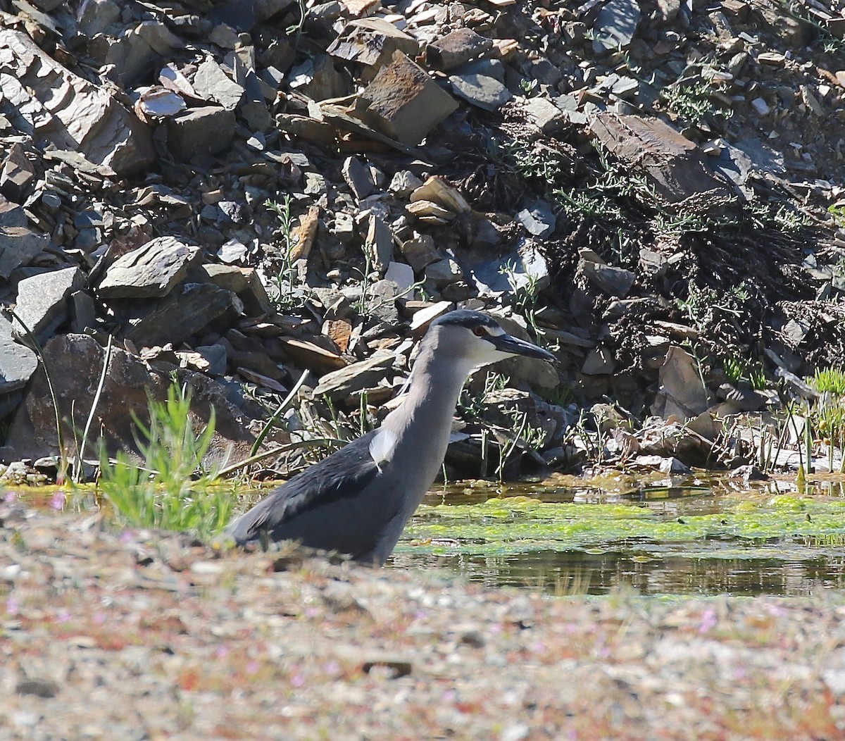 Black-crowned Night Heron - ML113039221