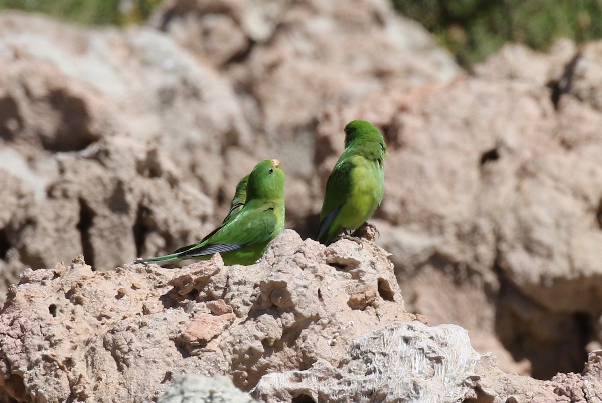 Mountain Parakeet - ML113039291