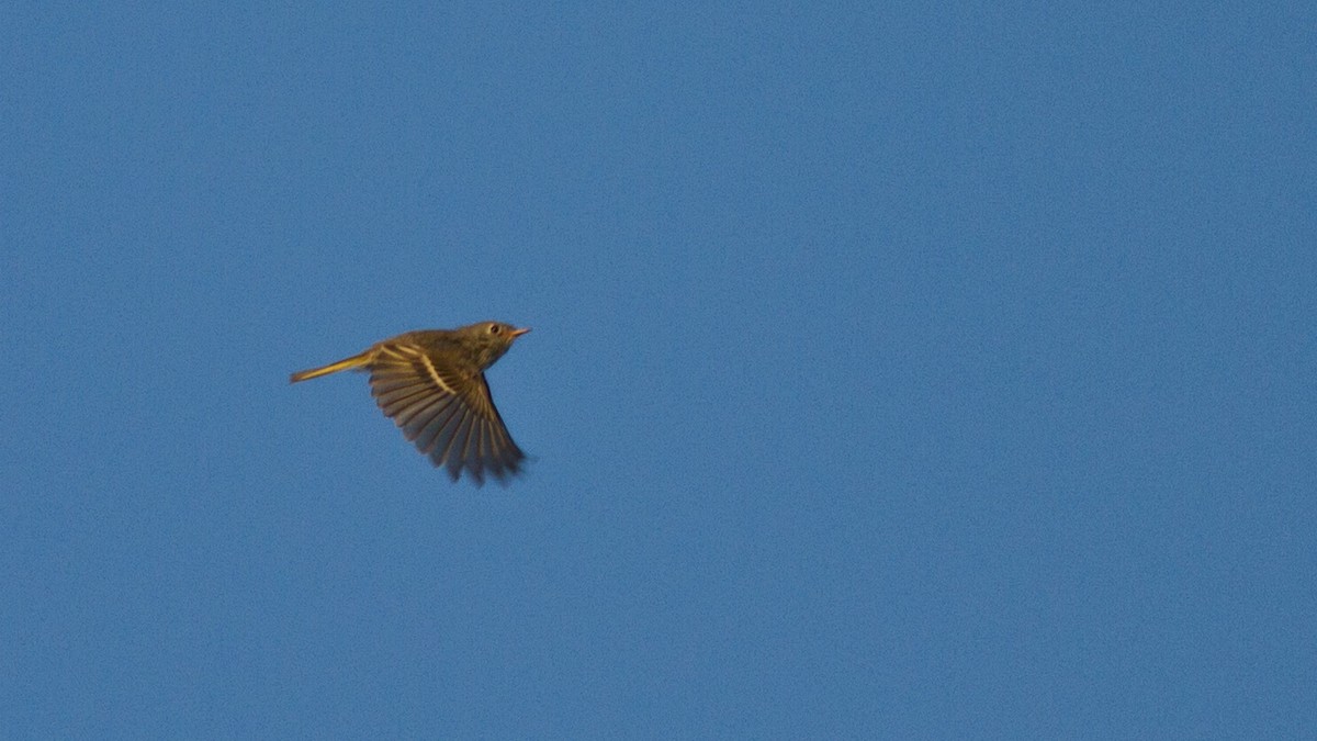 Ruby-crowned Kinglet - ML113040731