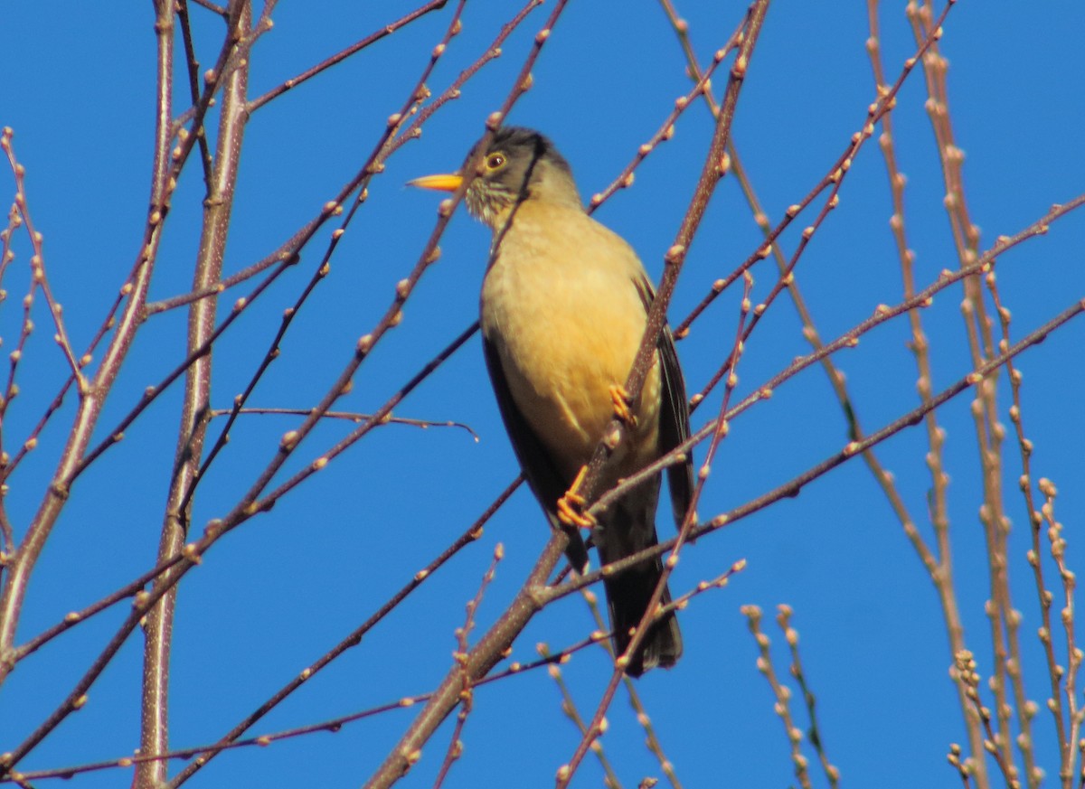 Austral Thrush - ML113042421