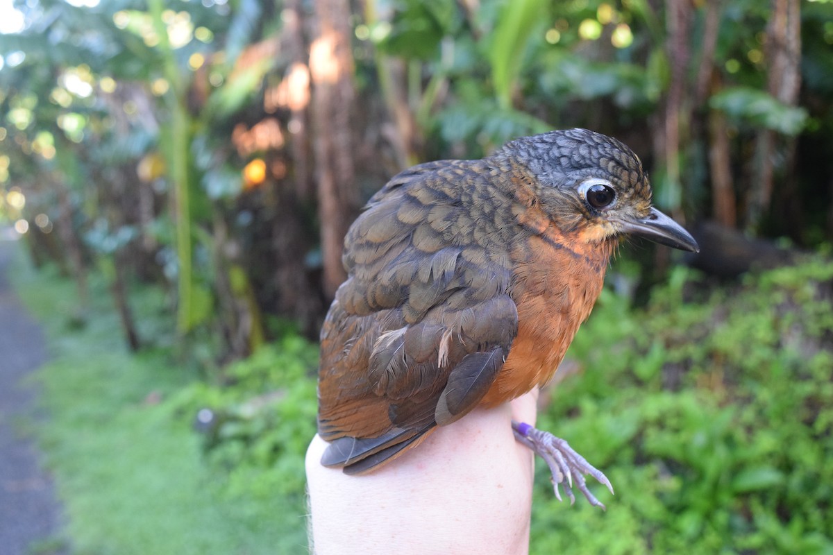 Scaled Antpitta - Cody Cox