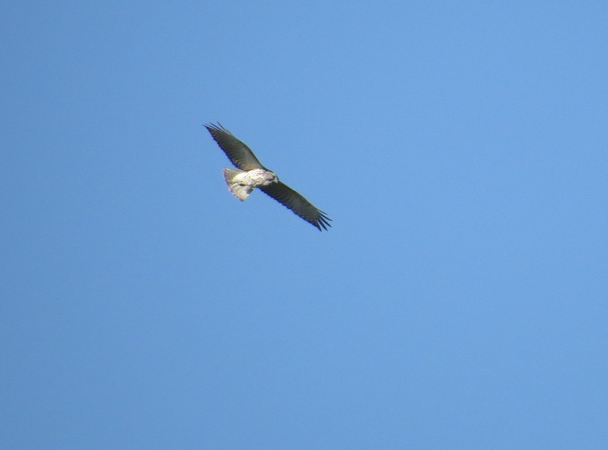 Red-shouldered Hawk - ML113045581