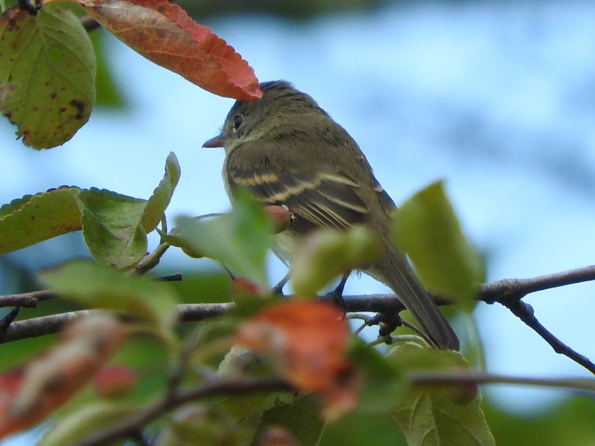 Weidenschnäppertyrann - ML113045971