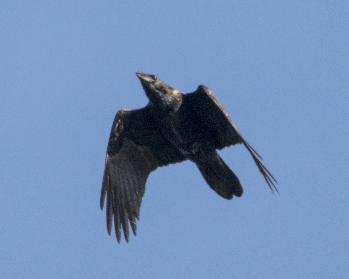 Common Raven - ML113048911
