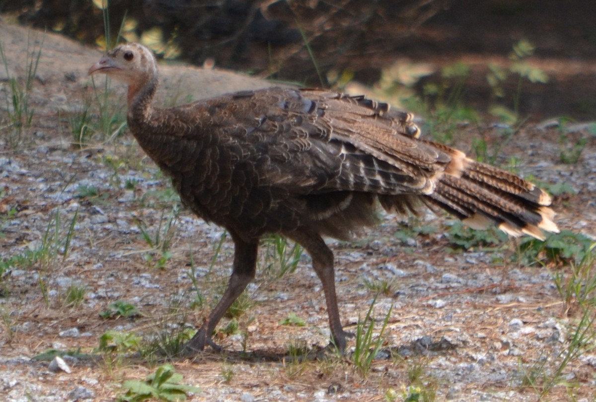 Wild Turkey - ML113048991