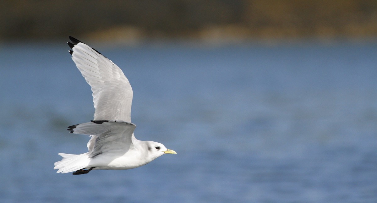 Black-legged Kittiwake - Kyle Lima