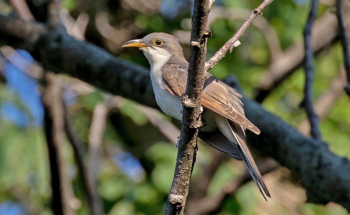 Yellow-billed Cuckoo - ML113055411