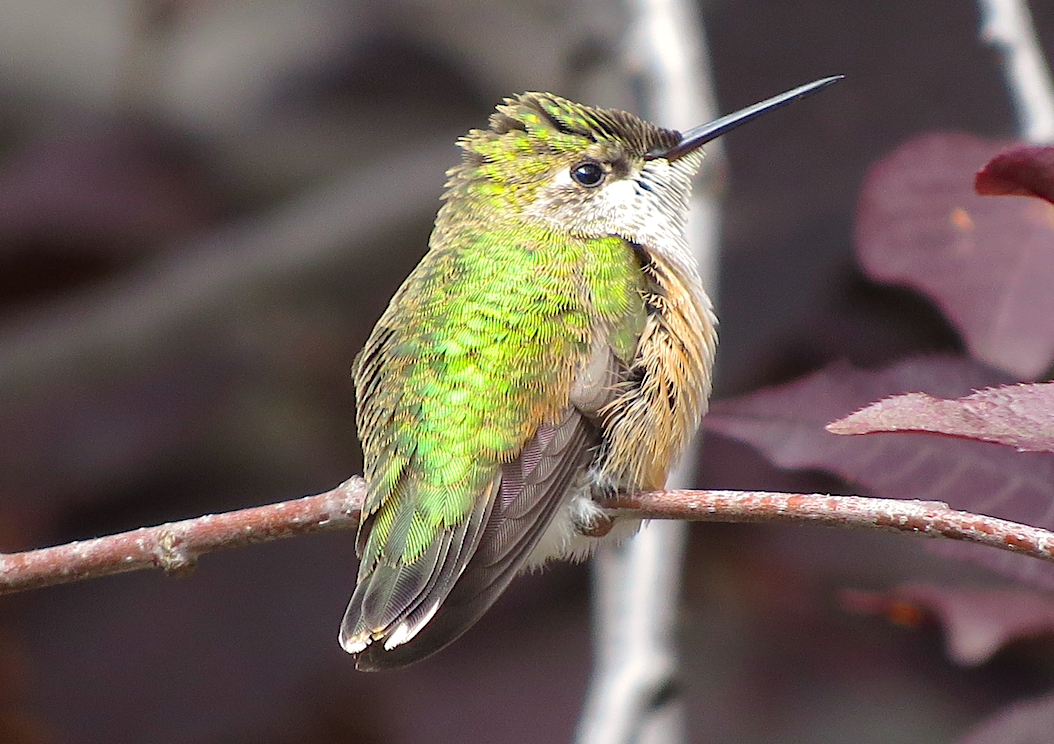 Calliope Hummingbird - ML113055571