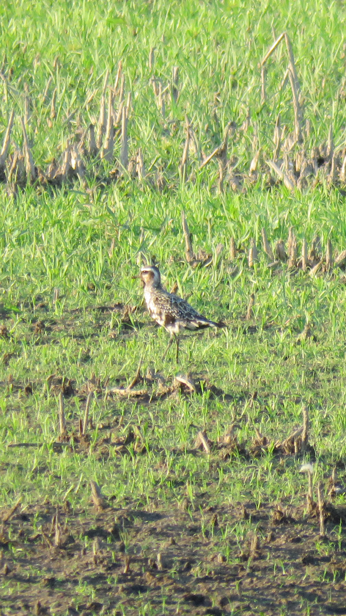 American Golden-Plover - ML113056051