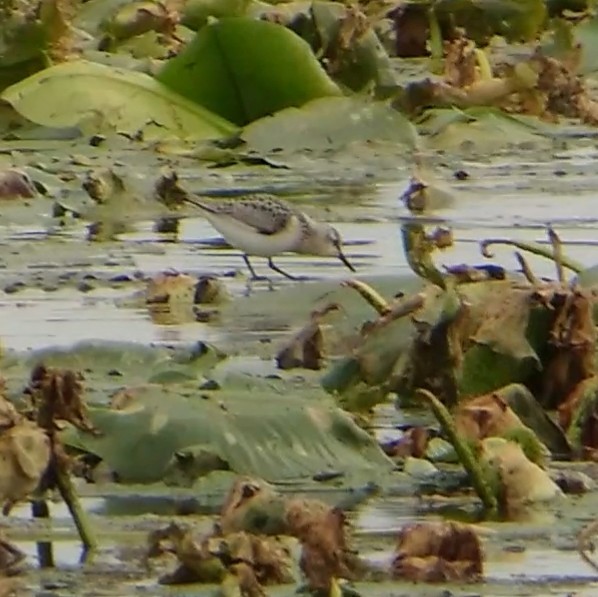 Sanderling - ML113056131