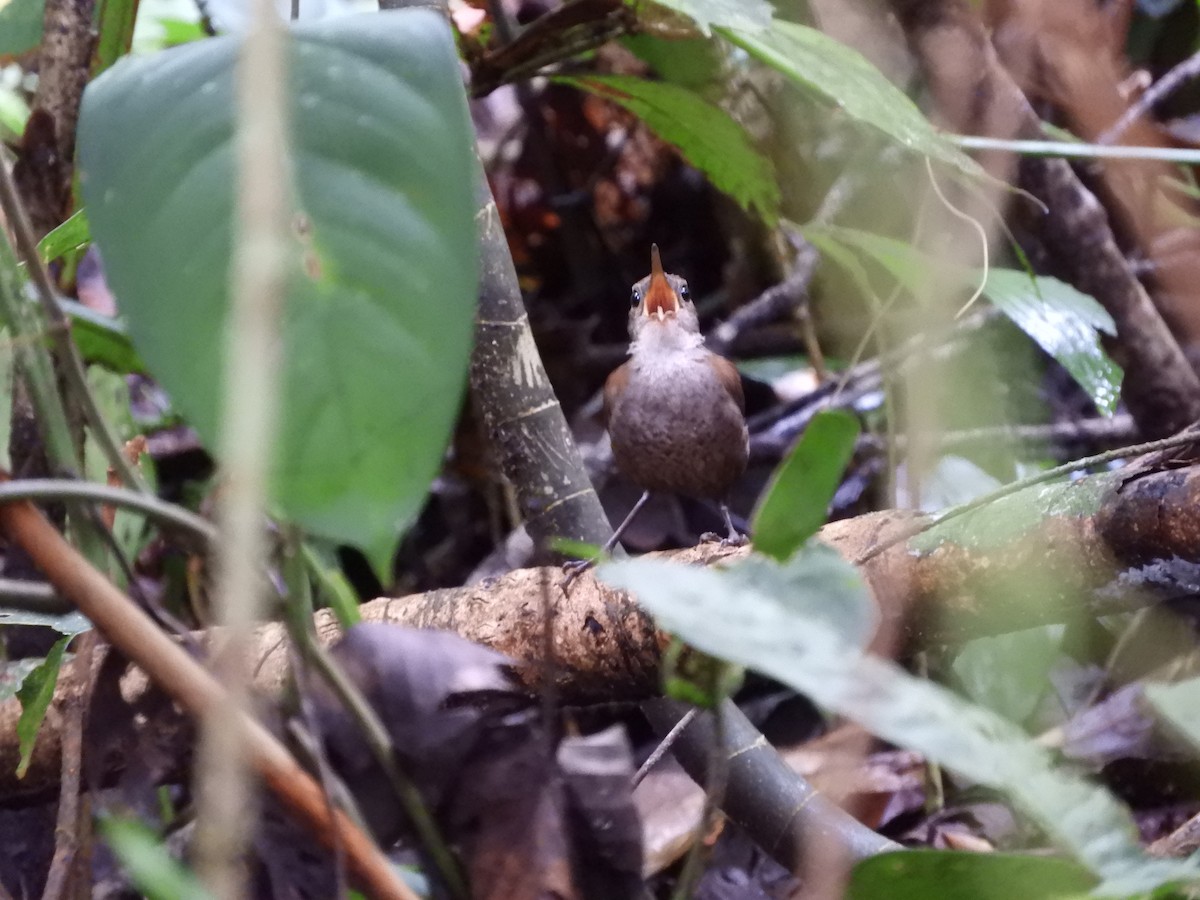 Pullu Çıtkuşu (luscinia) - ML113059191