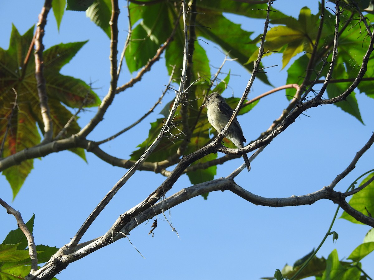 Cuban Pewee - ML113062091