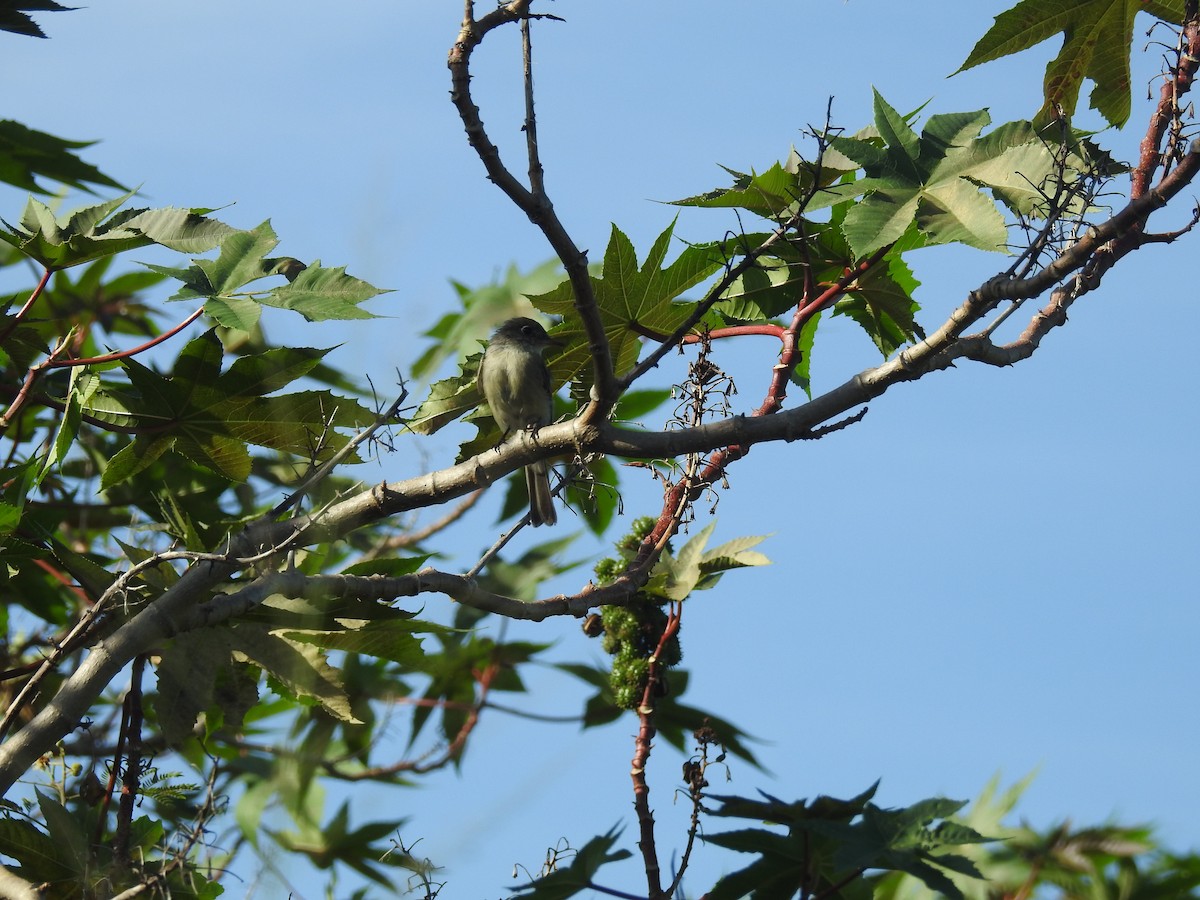 Cuban Pewee - ML113062101