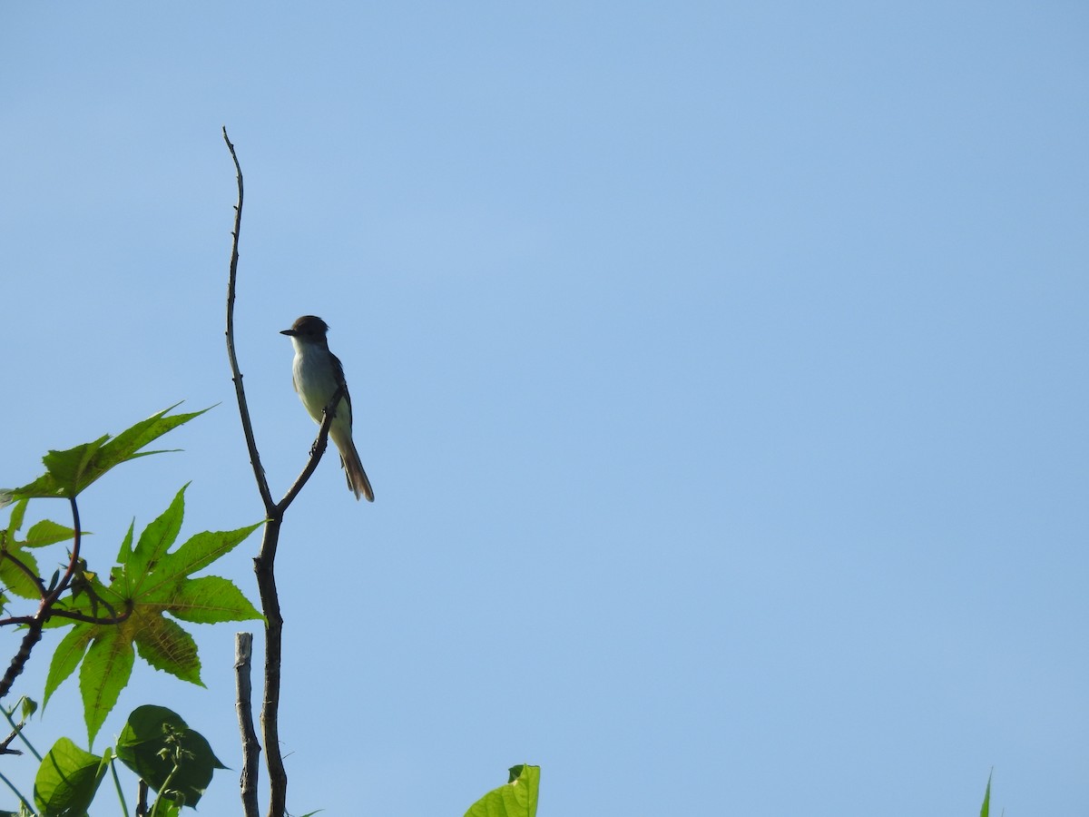 La Sagra's Flycatcher - ML113062151