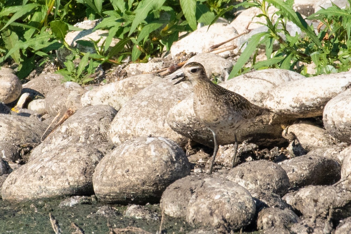 Pacific Golden-Plover - ML113062231