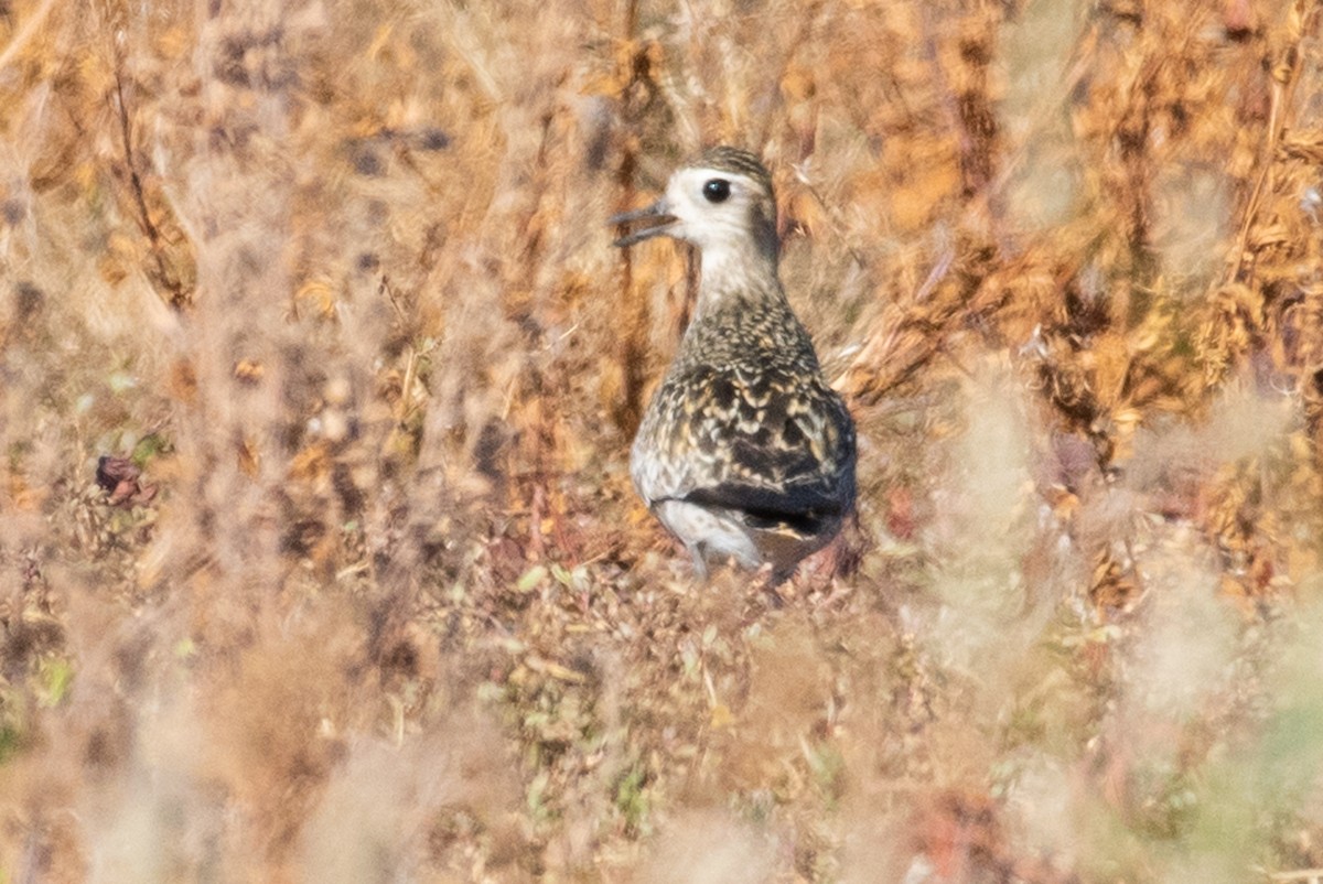 Pacific Golden-Plover - ML113062241