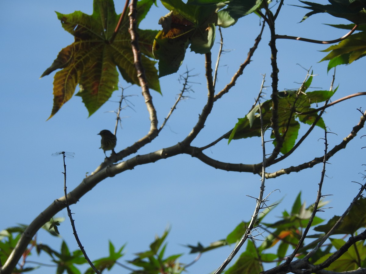 Cape May Warbler - ML113062251