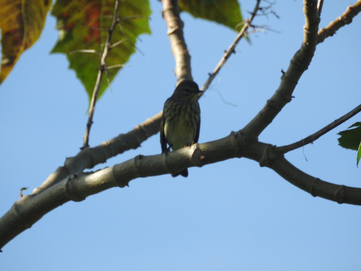 Cape May Warbler - ML113062281