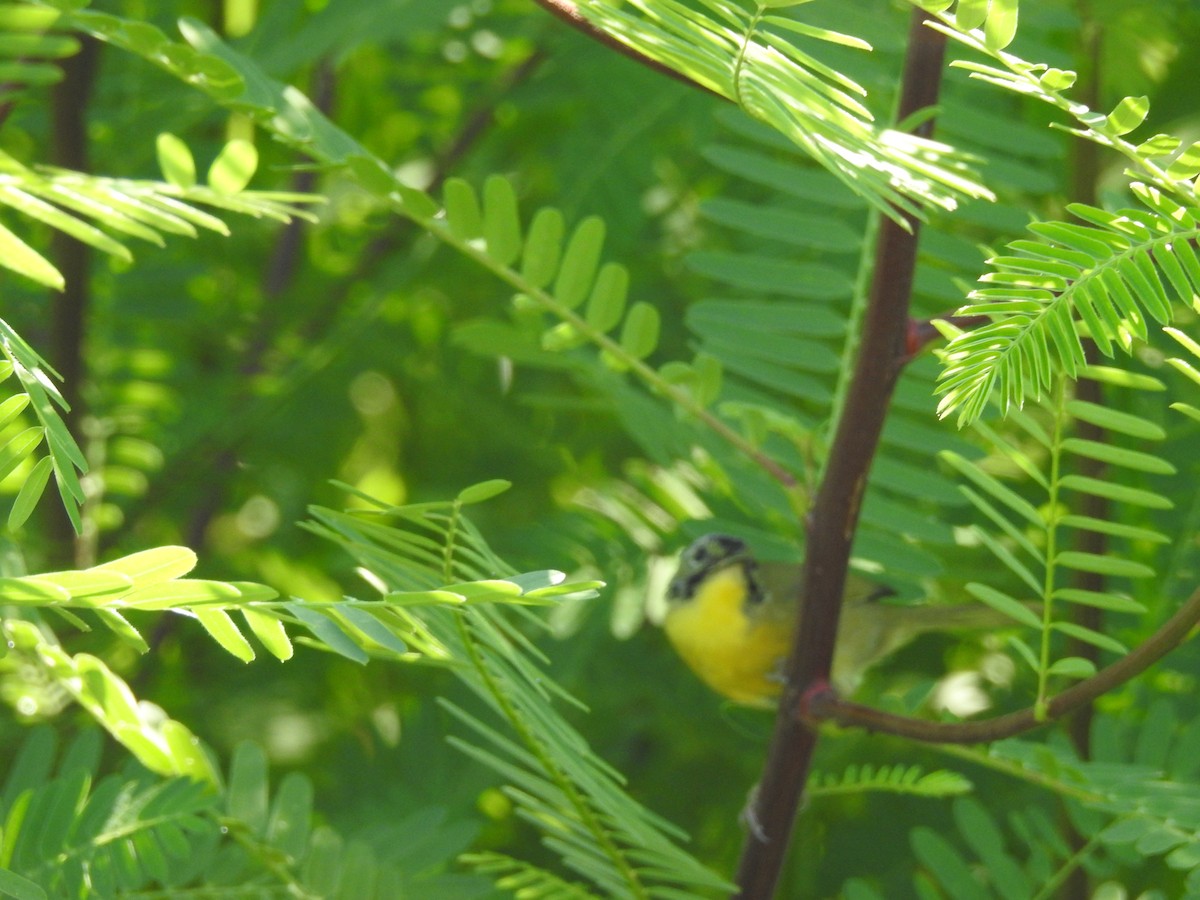 Bahama Yellowthroat - ML113062311