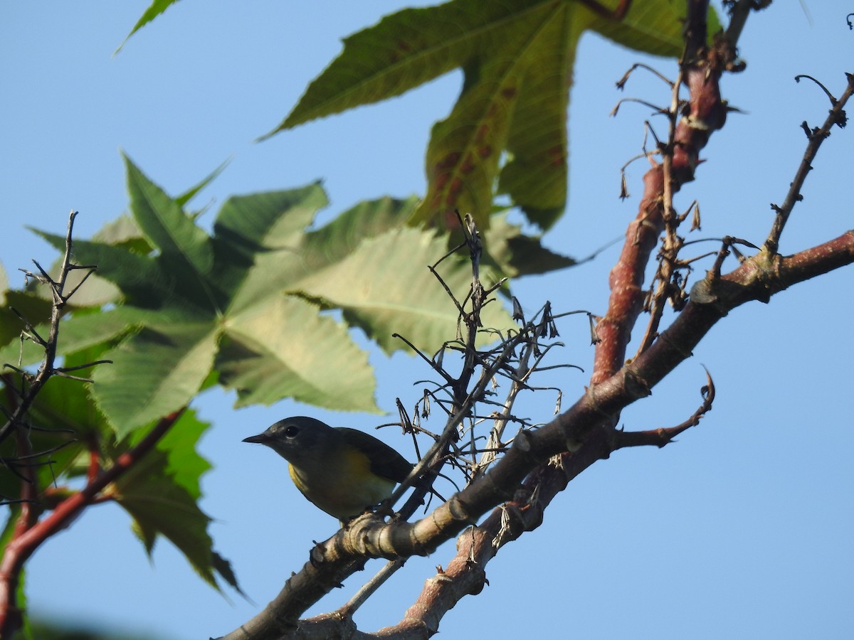 American Redstart - ML113062381