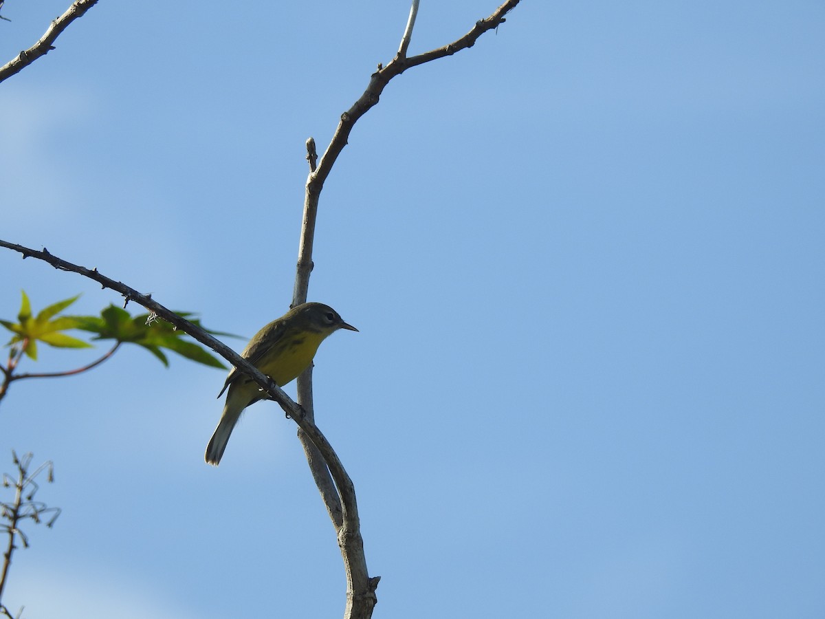 Prairie Warbler - ML113062411
