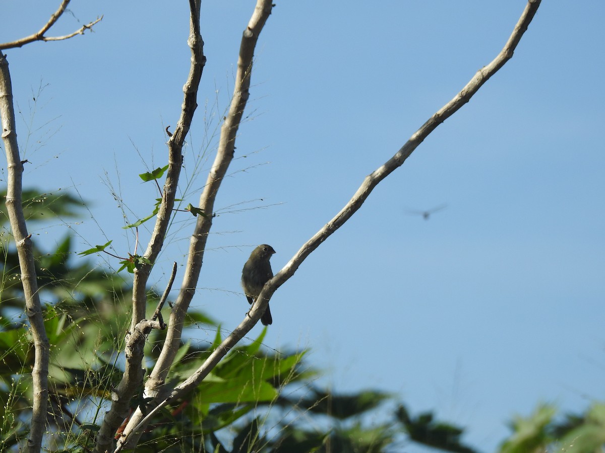 Black-faced Grassquit - ML113062431
