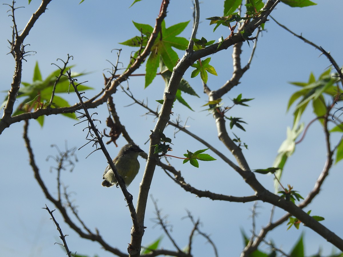 Bananaquit - ML113062461