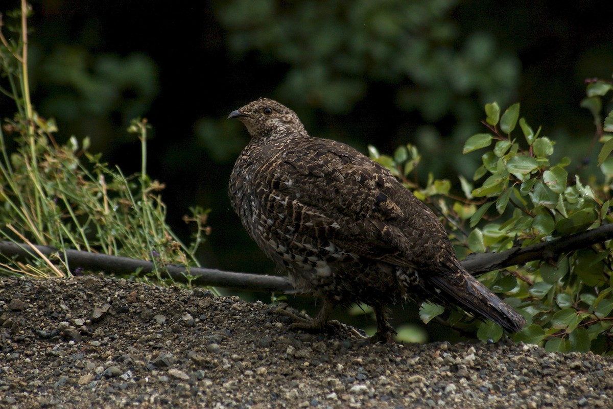 Dusky/Sooty Grouse - Liam Ragan