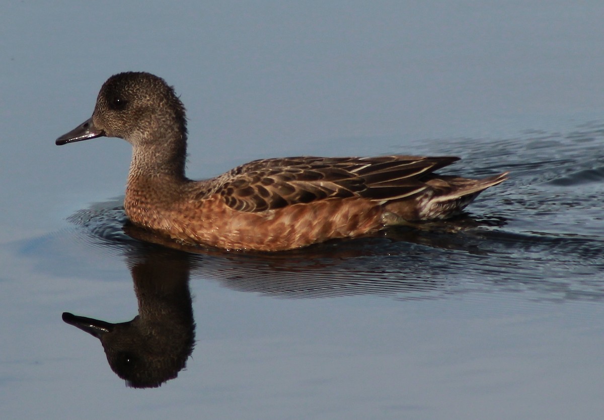 American Wigeon - Tim F