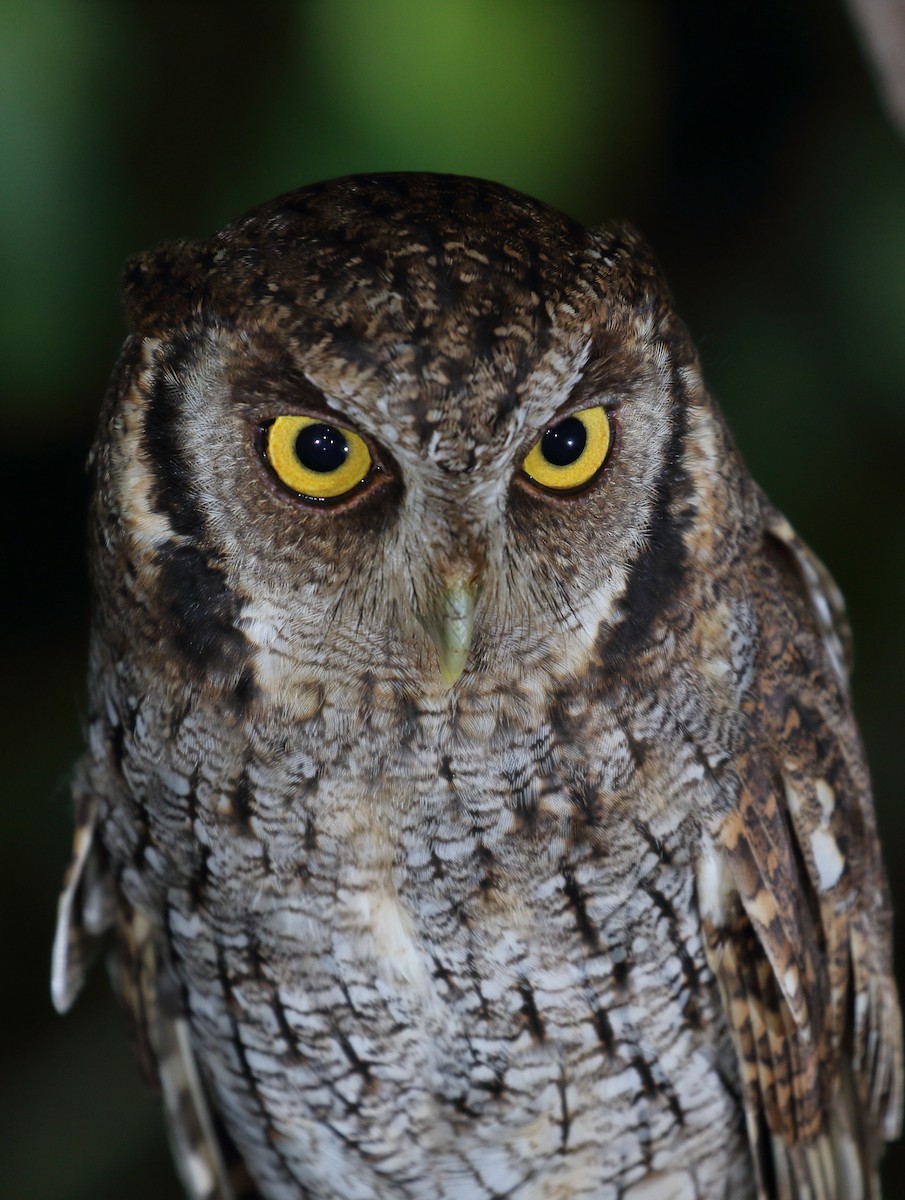 Tropical Screech-Owl - ML113067301