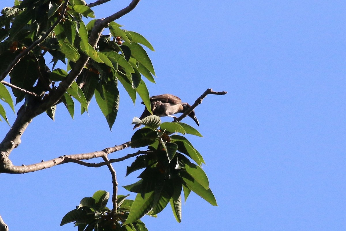 New Britain Friarbird - ML113068731