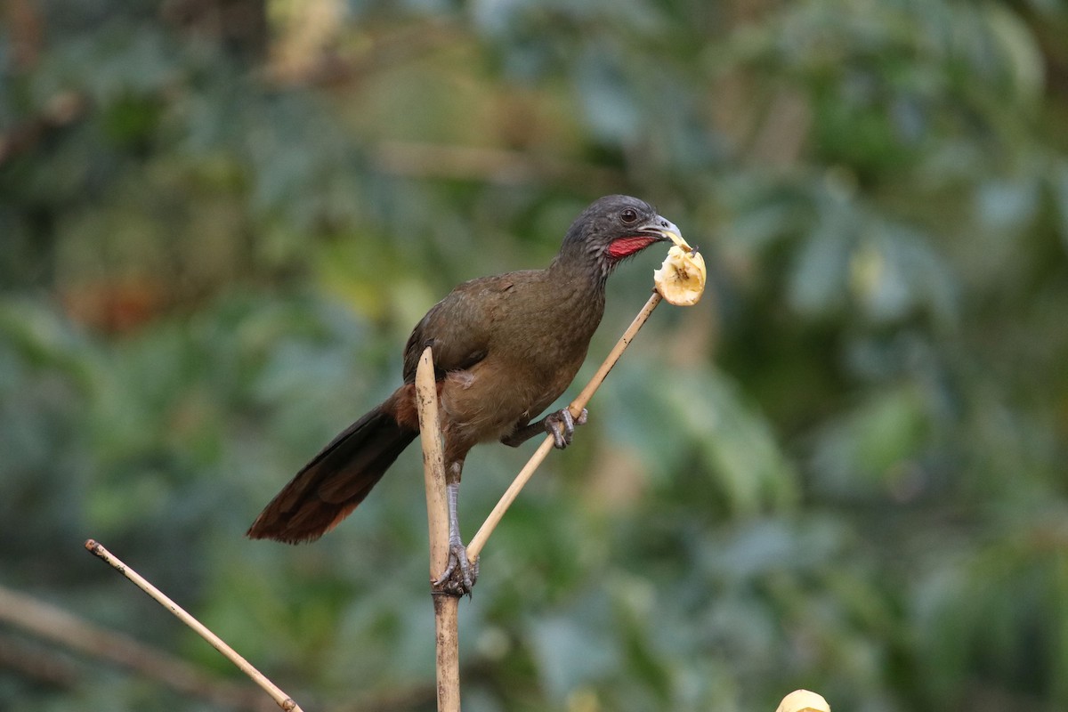 Rufous-vented Chachalaca - Jerry Elling