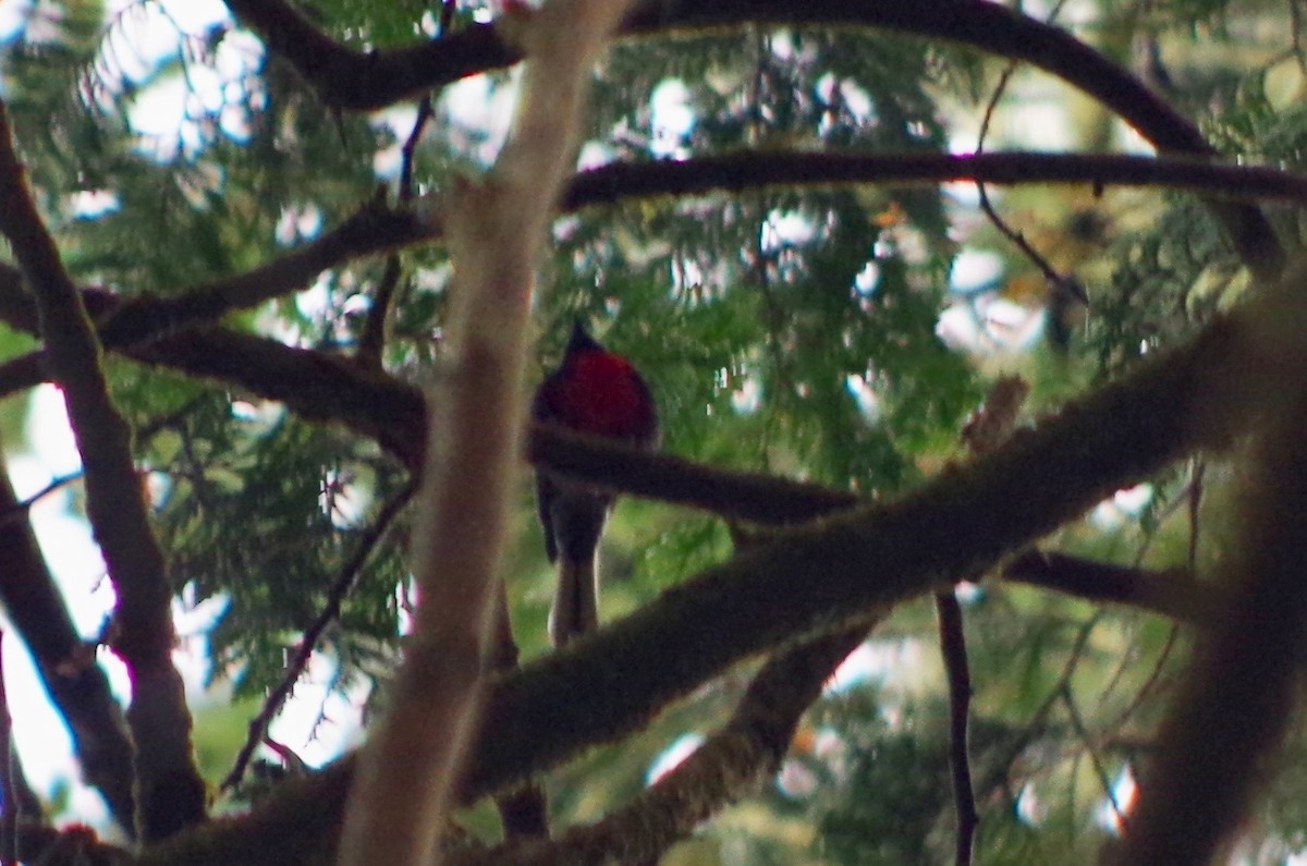 Painted Redstart - ML113069411