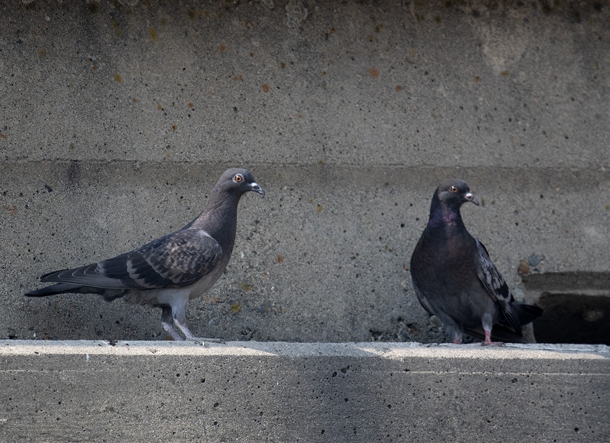 Rock Pigeon (Feral Pigeon) - ML113070391