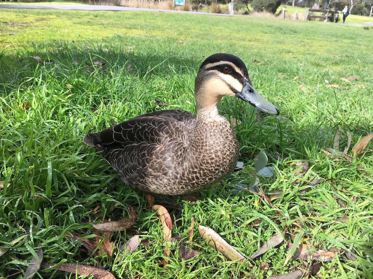 Pacific Black Duck - ML113071011