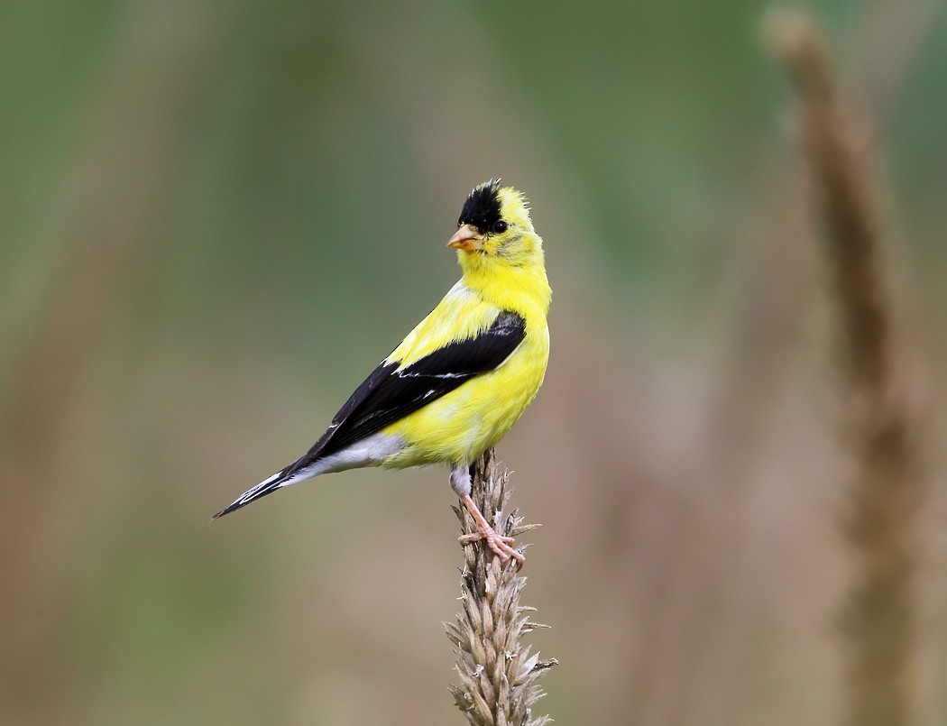 American Goldfinch - ML113071631