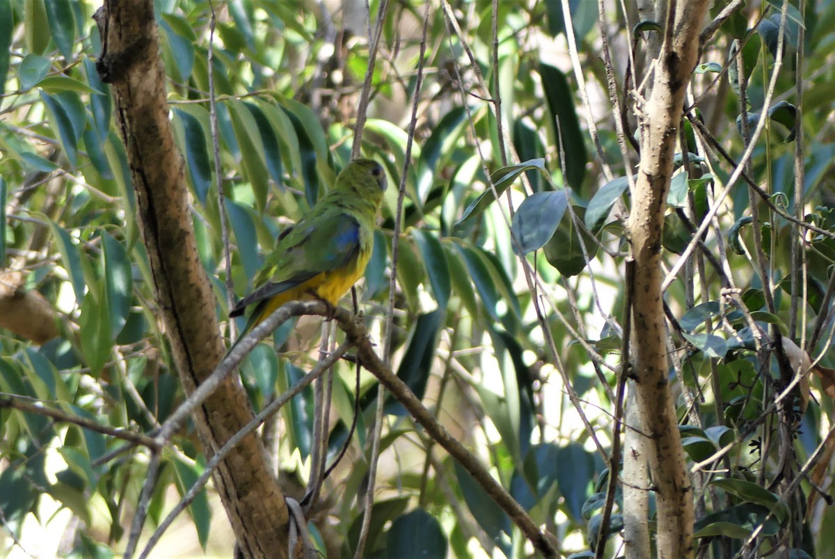 Turquoise Parrot - ML113071681