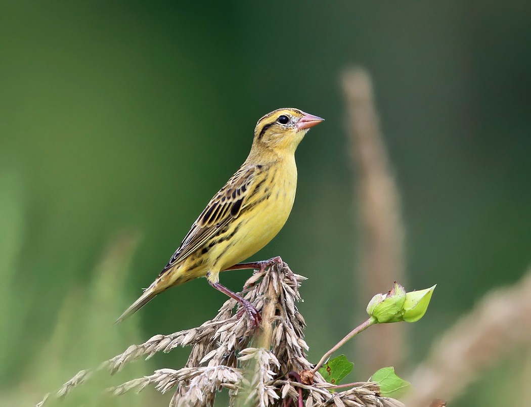 Bobolink - Tom Murray