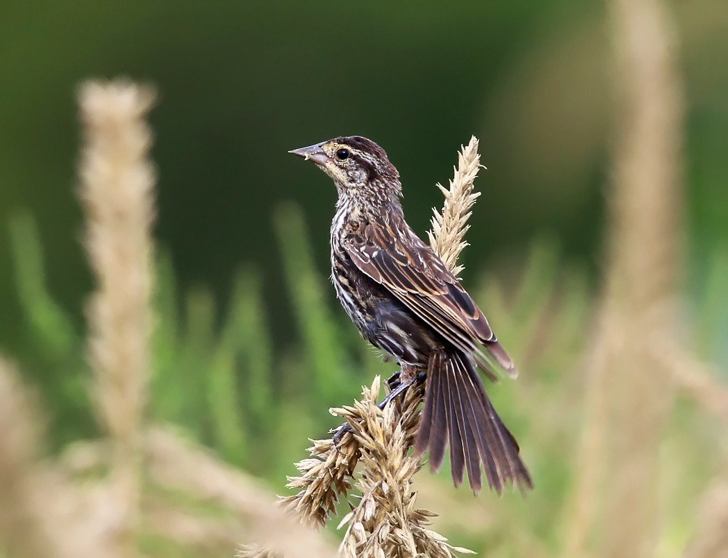 Red-winged Blackbird - ML113071711