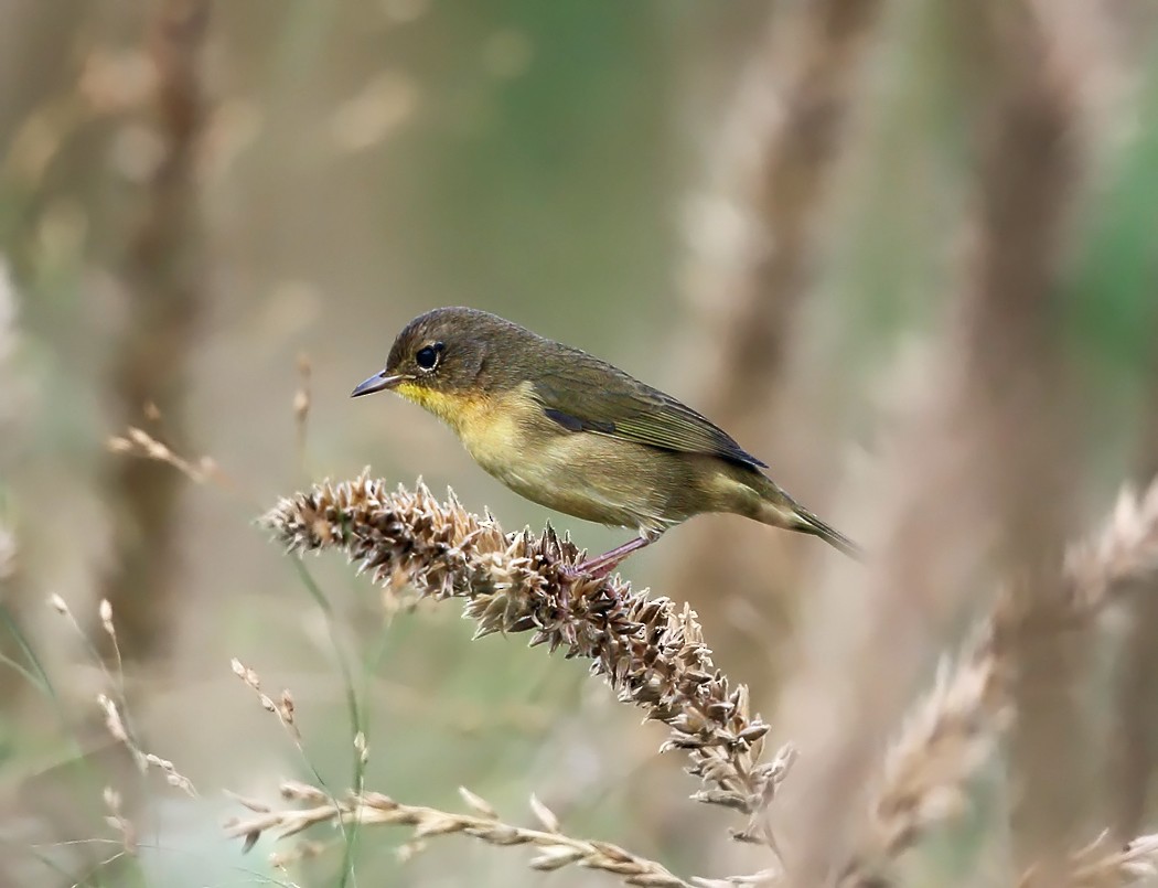 Common Yellowthroat - ML113071731