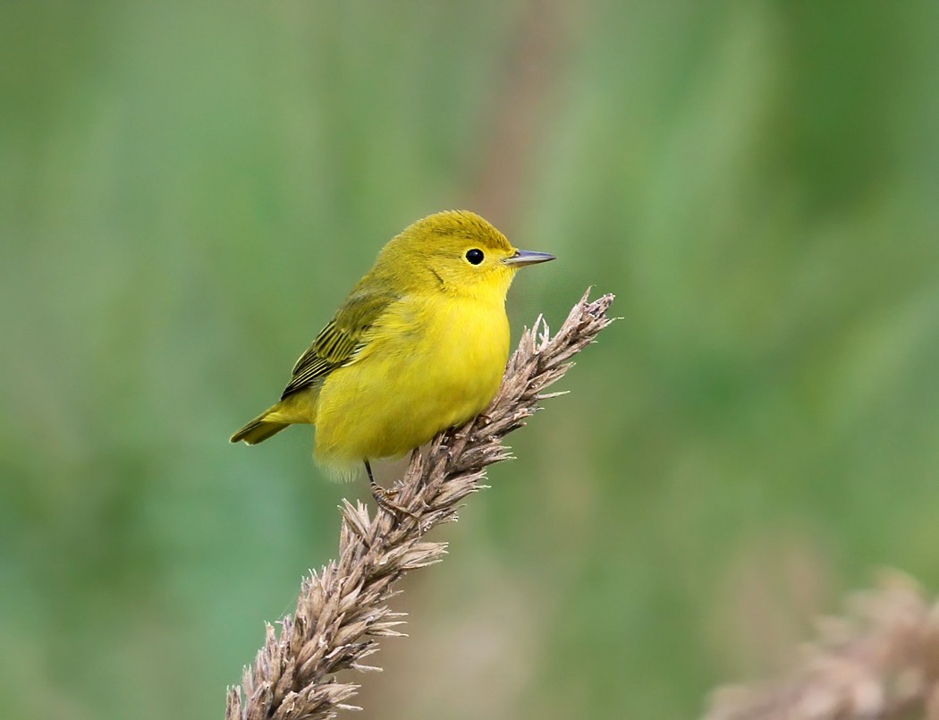 Yellow Warbler - ML113071771