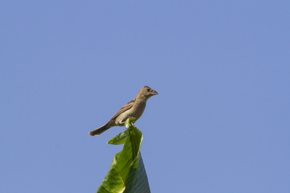 Blue Grosbeak - ML113071961