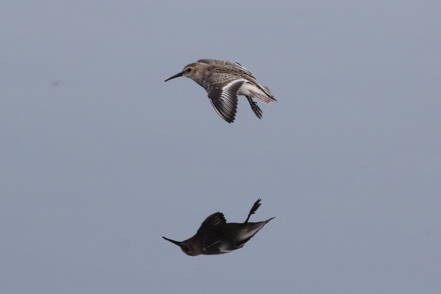 Dunlin - ML113073371