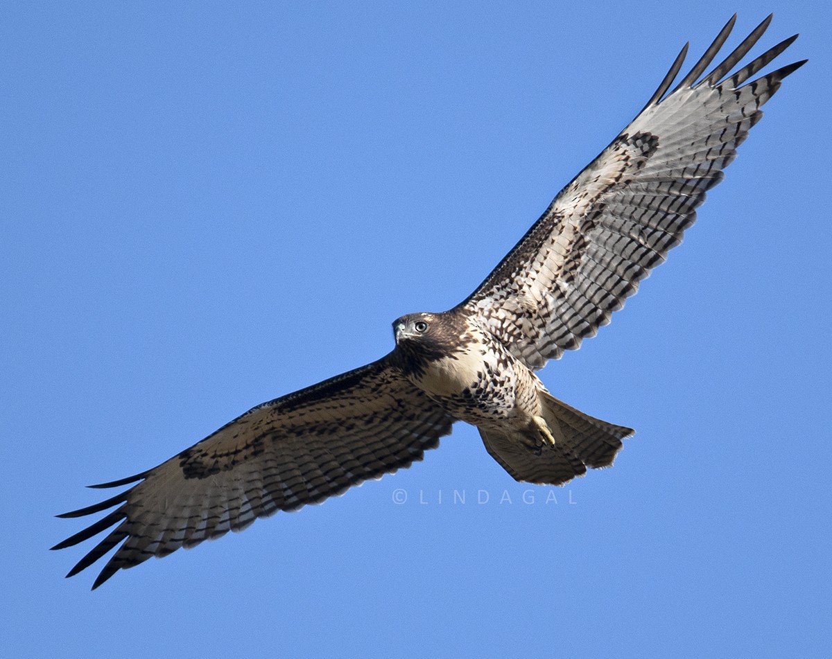 Red-tailed Hawk - Linda Gal