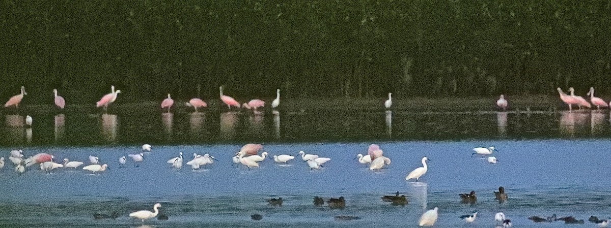 Roseate Spoonbill - Charles Lyon