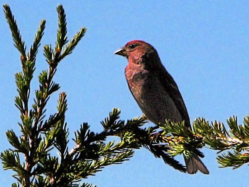 Pine Grosbeak - V. Lohr